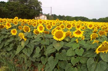 Le fonctionnement d'Agrilocal70.fr